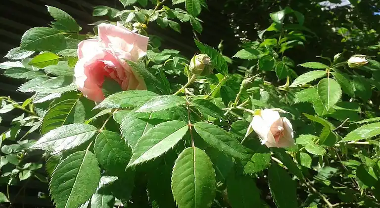 Vakantiehuis in Kötzschenbroda