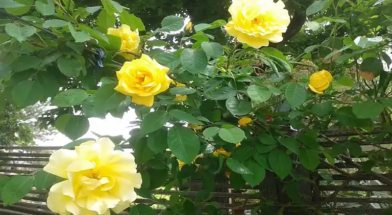 Vakantiehuis in Kötzschenbroda