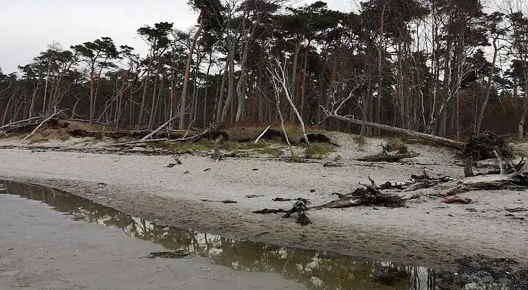 Ferienhaus in Born a Darß