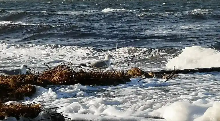 Ferienhaus in Born a Darß