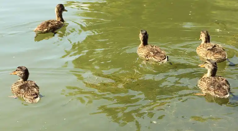 Ferienhaus in Norderteil