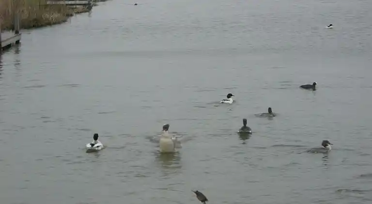 Ferienhaus in Norderteil