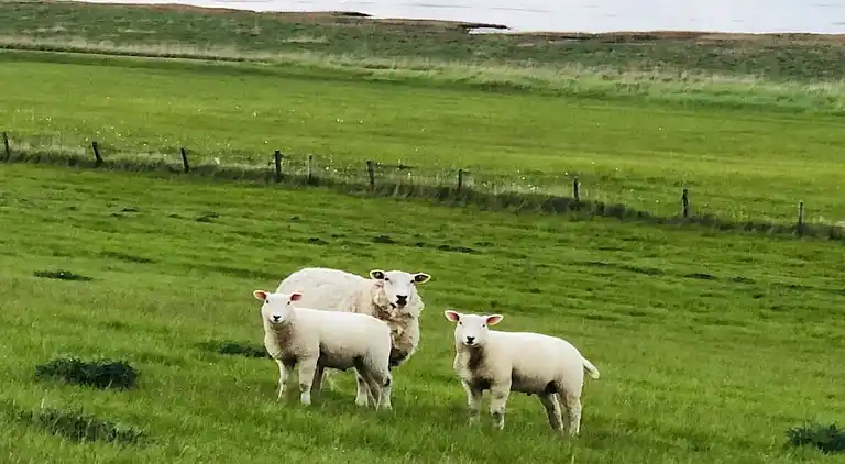 Ferienhaus in Burhave