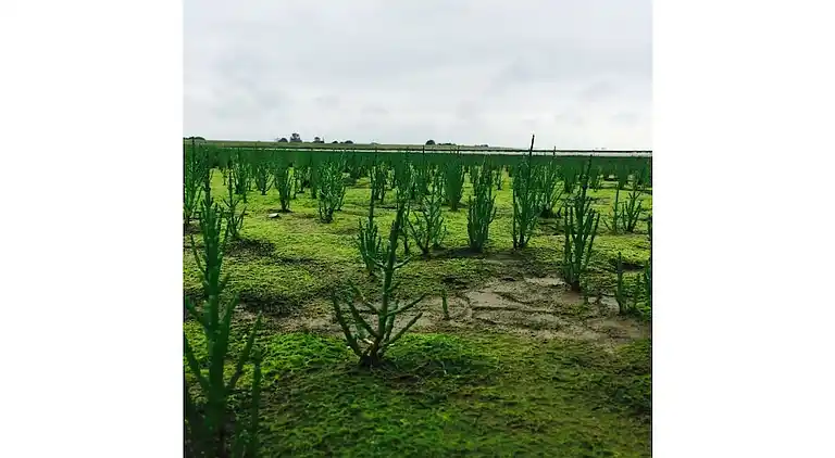 Ferienhaus in Burhave