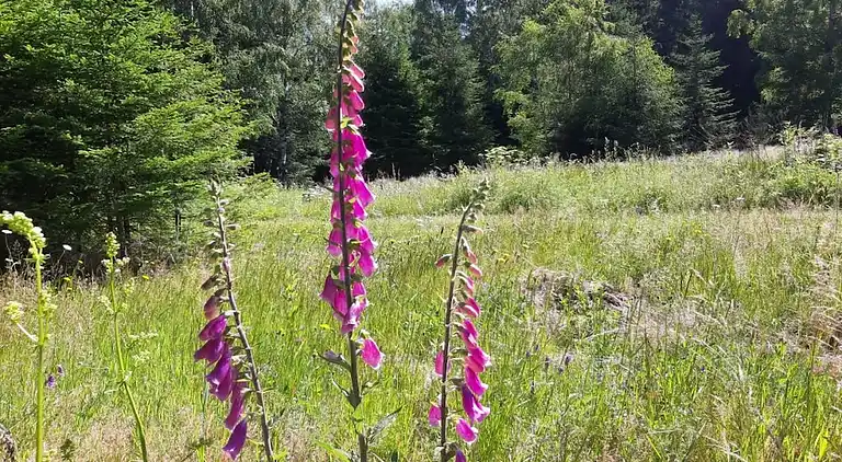 Ferienhaus in Hohegeiß