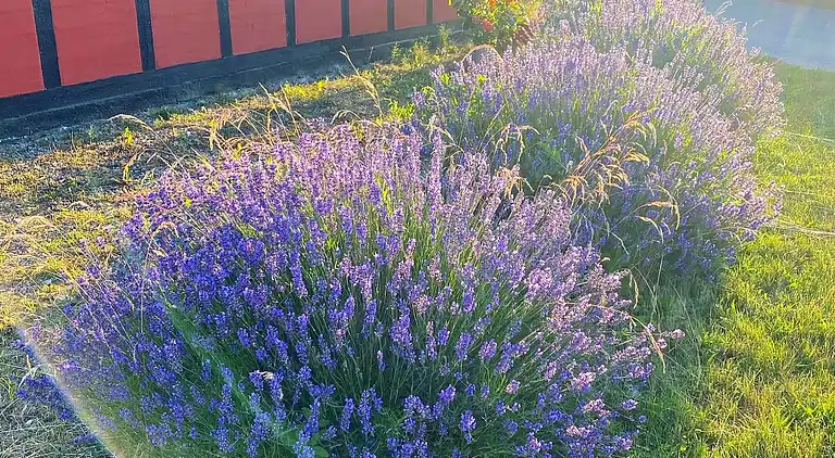 Charmantes Haus im H.C. Andersen Stil