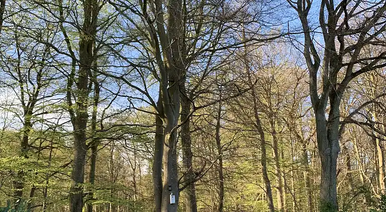 Oplev Nordsjællandsk bøgeskov  og strand 
