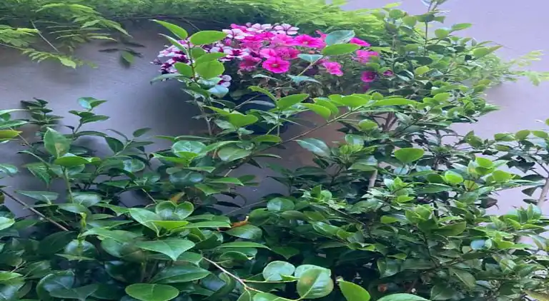 Studio privé Roya's Home