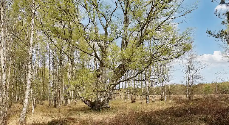 Ferienhaus auf Læsø