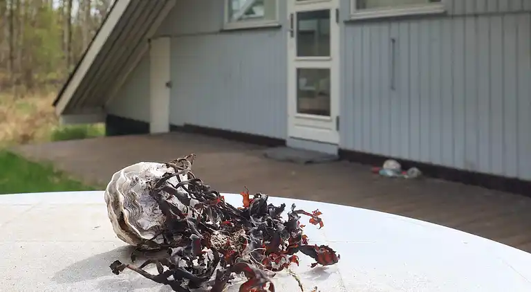 Ferienhaus auf Læsø