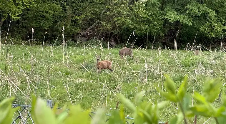 Skønt sommerhus med plads til 8 pers. og 2 hunde