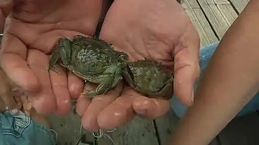 Sommerhus i idylliske kystområde