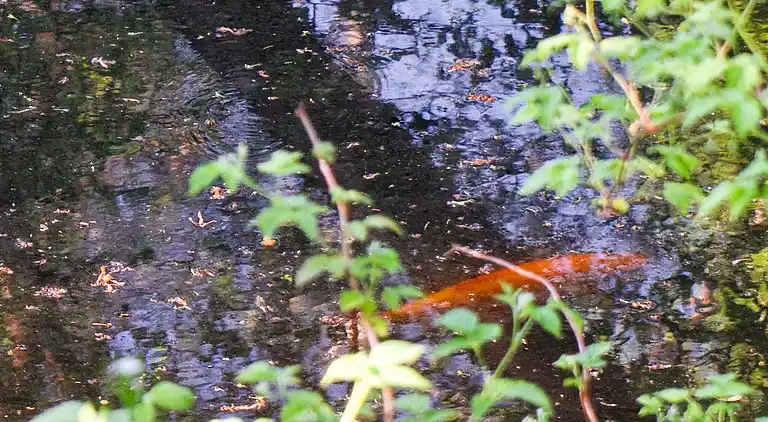 Sommerhus i Hornbæk