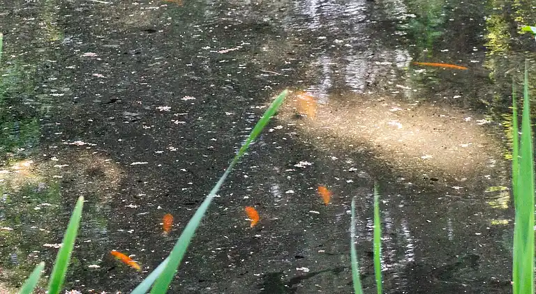 Sommerhus i Hornbæk