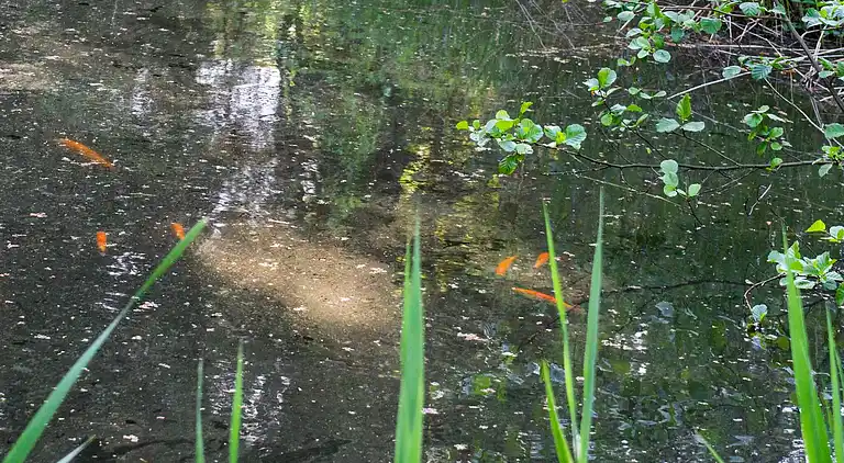 Sommerhus i Hornbæk