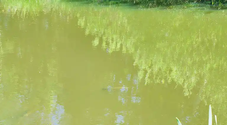 Sommerhus i Hornbæk