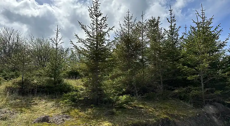 Gemütliches Tiny House in der Natur -Ferienhaus A