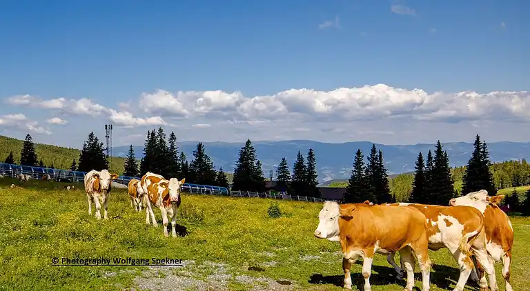 Sommerhus i Weinebene