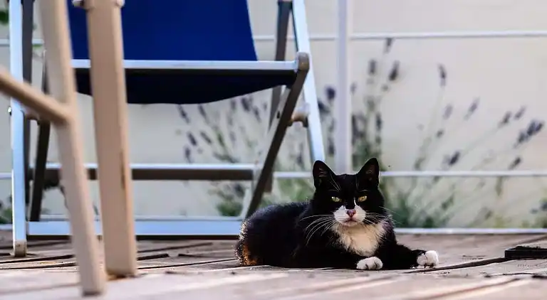 Vakantiehuis in Castellaccio