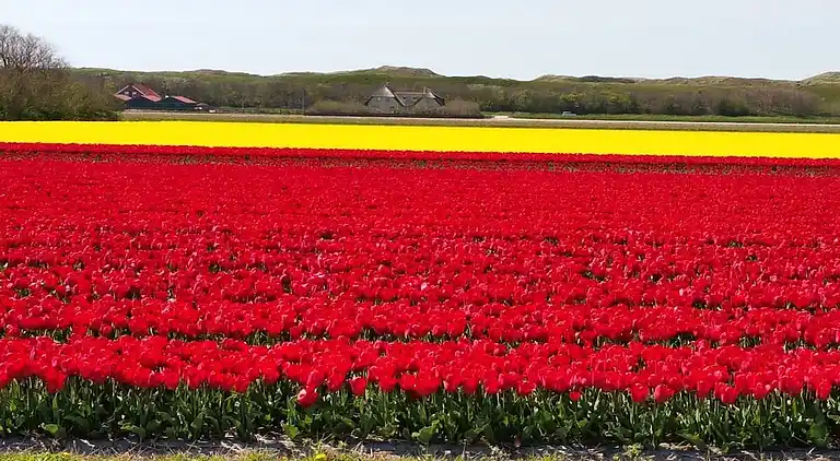 Ferienhaus in Julianadorp