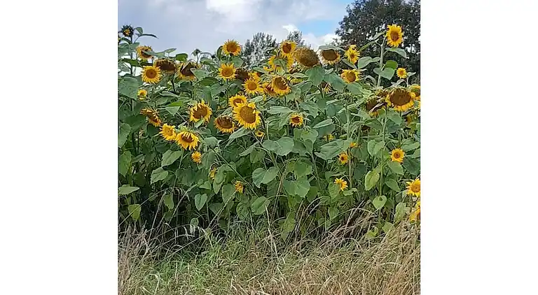 Ferienhaus in Eksjö S