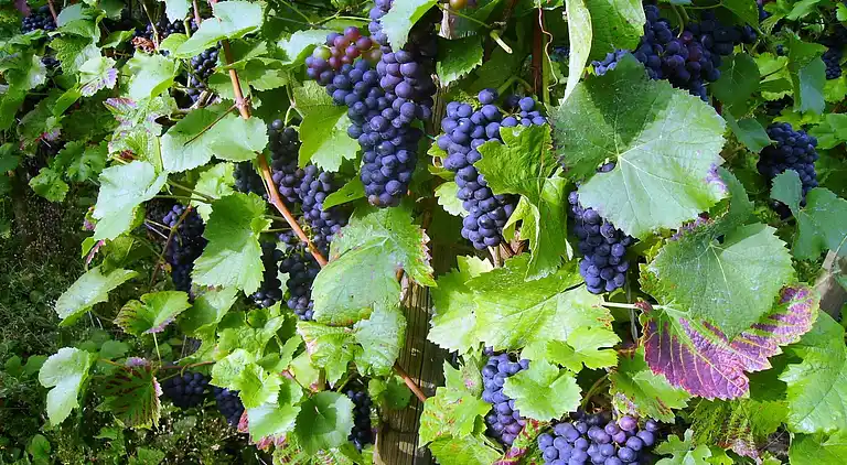 Ferielejlighed i Wolf