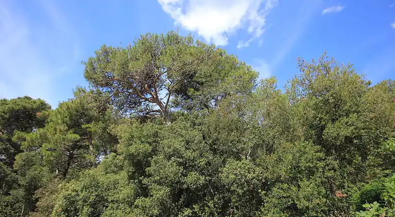 2-Zimmer-Ferienwohnung mit Terrasse Artatore, Losinj