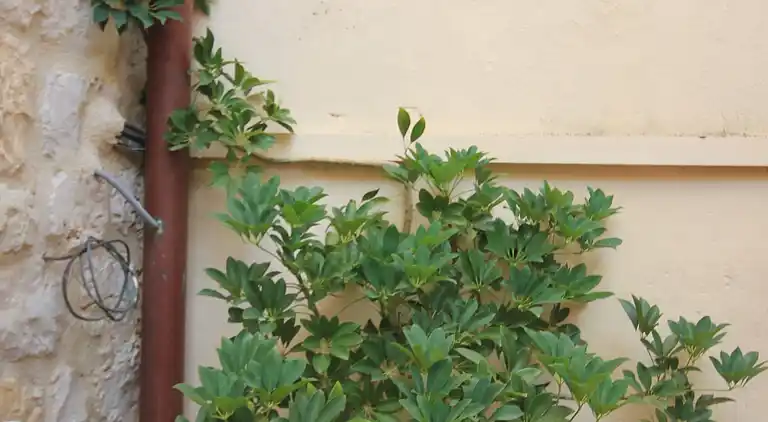 Studio Appartement am Strand Komiza (Vis) (AS-3035-f)