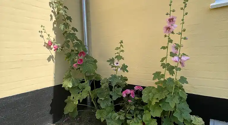 Holiday Flat  in Skagen town