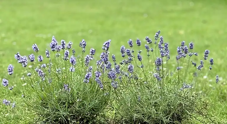 Hyggeligt sommerhus med vildmarksbad nær strand
