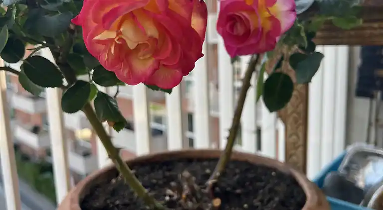 Ferienwohnung im Zentrum von Kopenhagen