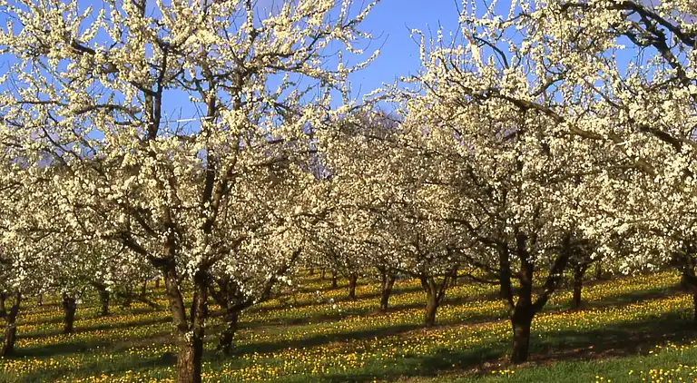 Cottage in Castelmoron-sur-Lot