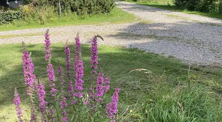 Schönes Ferienhaus in der Nähe des Limfjords