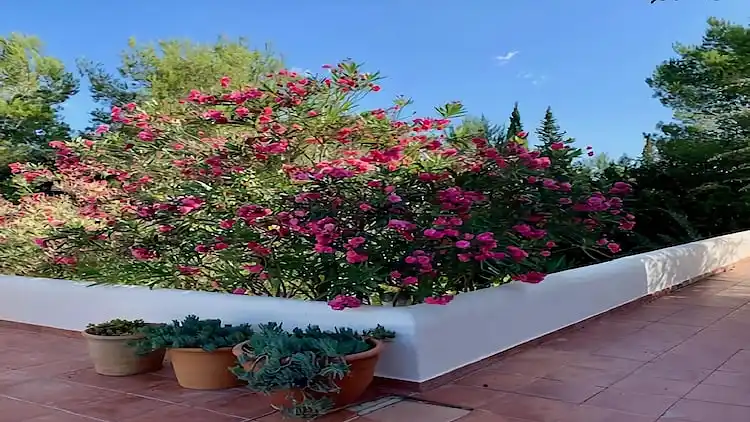 Villa i Sant Joan de Labritja