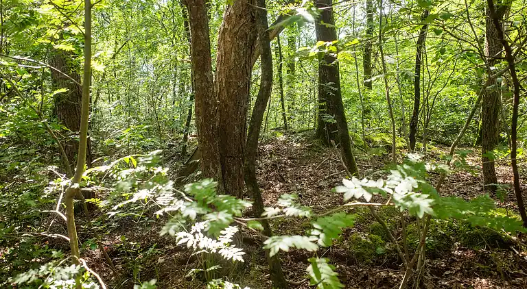 Vakantiehuis in Hattemerbroek