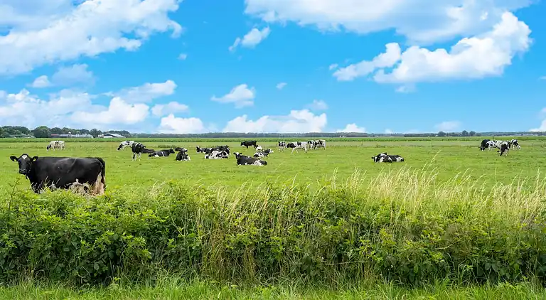Vakantiehuis in Hattemerbroek