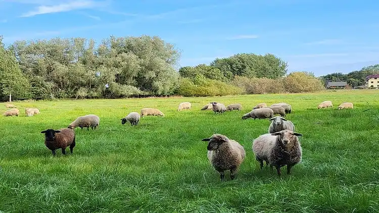 Holiday home in Wiek