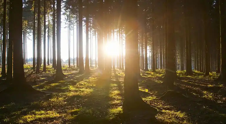 Ferienhaus in Niedersalwey