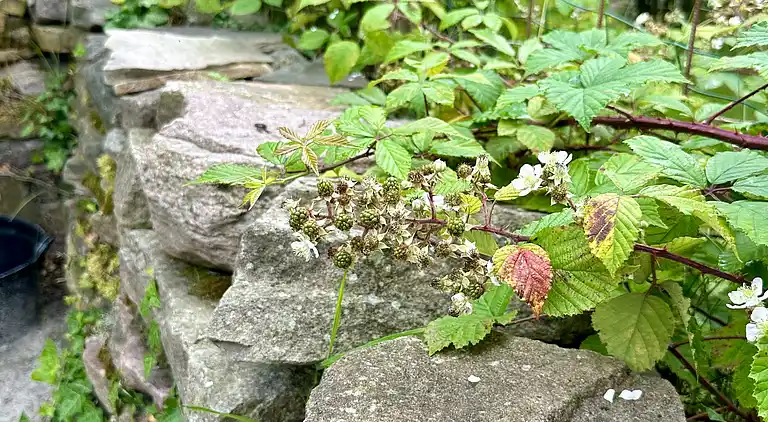 Moderne og hyggeligt sommerhus i skønne Balka