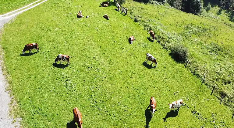 Apartment in Hollersbach im Pinzgau