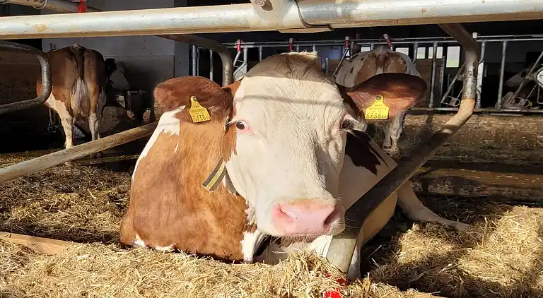 Apartment in Hollersbach im Pinzgau