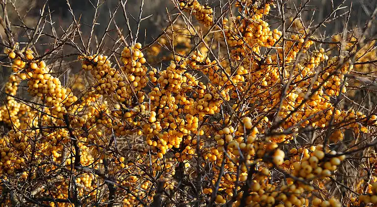 Familievenlig villa i roligt kvarter