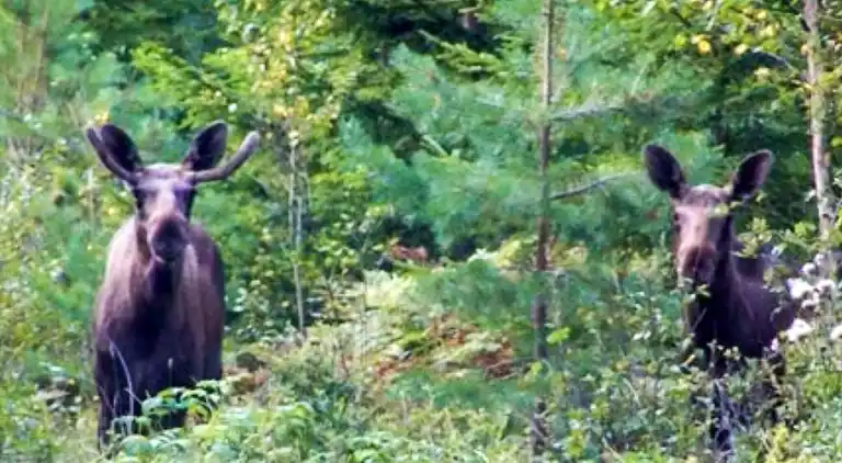 Holiday home in Gullspång S