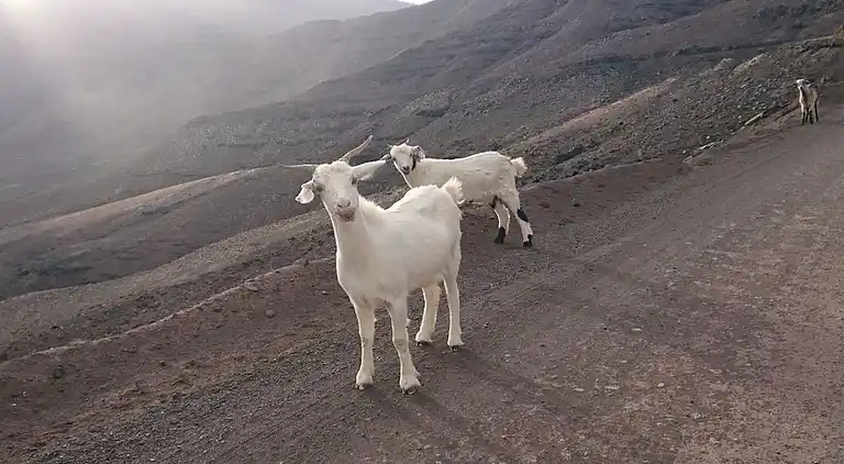 Ferienhaus in Pájara