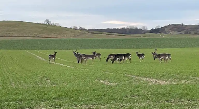 Rummeligt feriehus tæt på badestrand