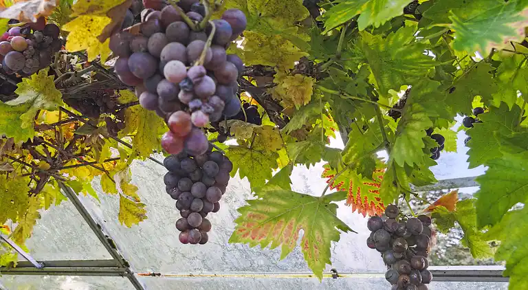 Landidyl med vildmarksbad, sauna og aktivitetsrum