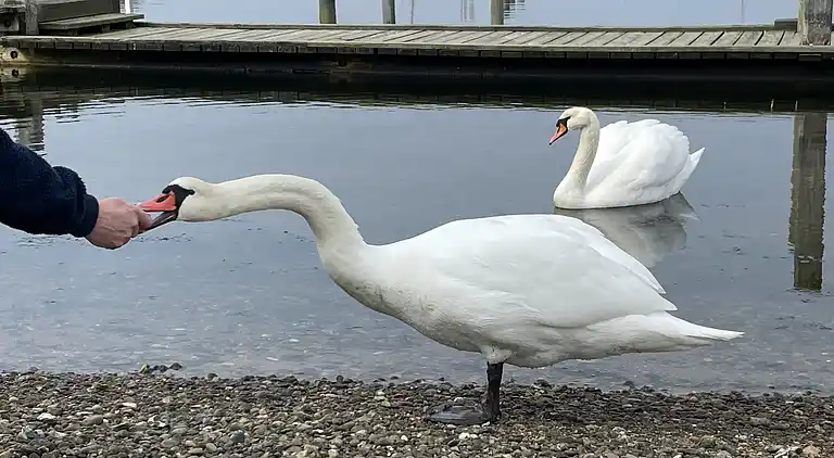 Rummeligt feriehus tæt på badestrand