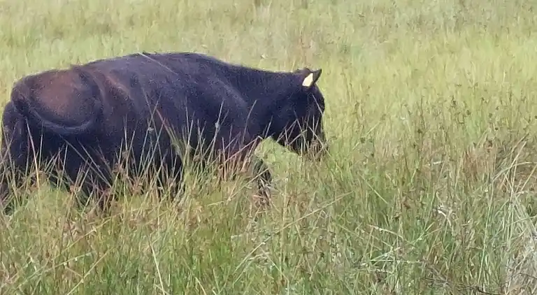 Hyggelig feriehytte ved Grindsted