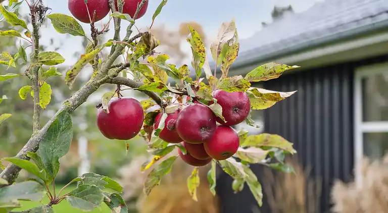 Neues Ferienhaus in Strandnähe