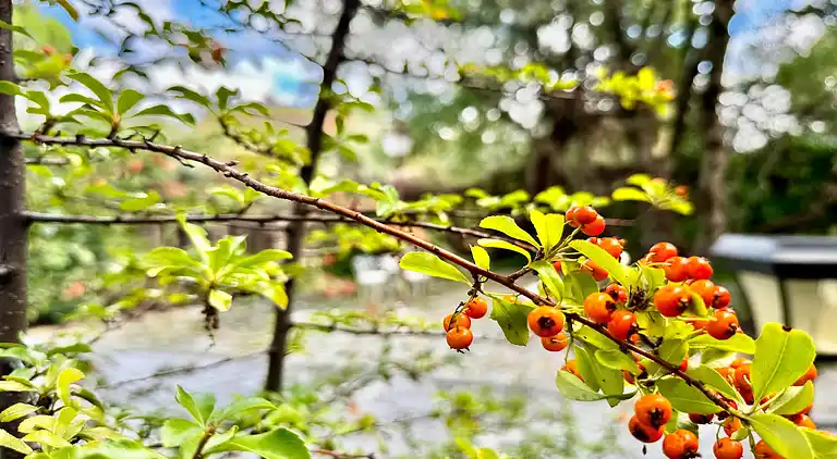 Cottage in Galapagar